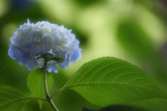 紫陽花