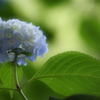 紫陽花