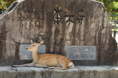 奈良公園の鹿さんは天然記念物