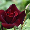 薔薇（４）
