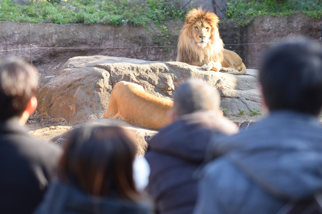 ライオンと人間
