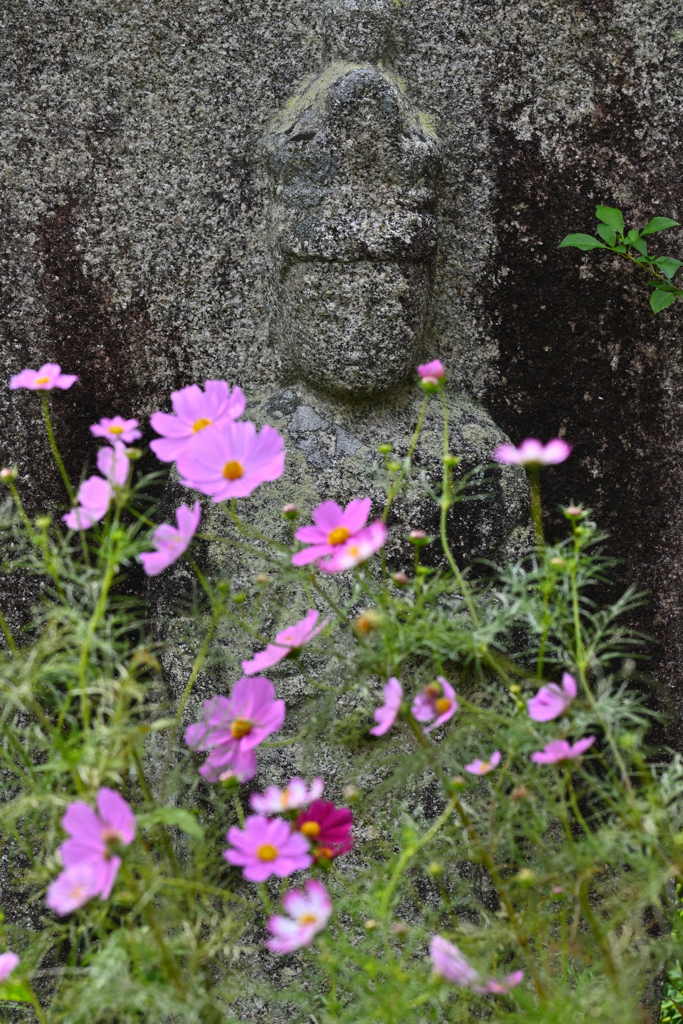 満開のコスモス寺（３）