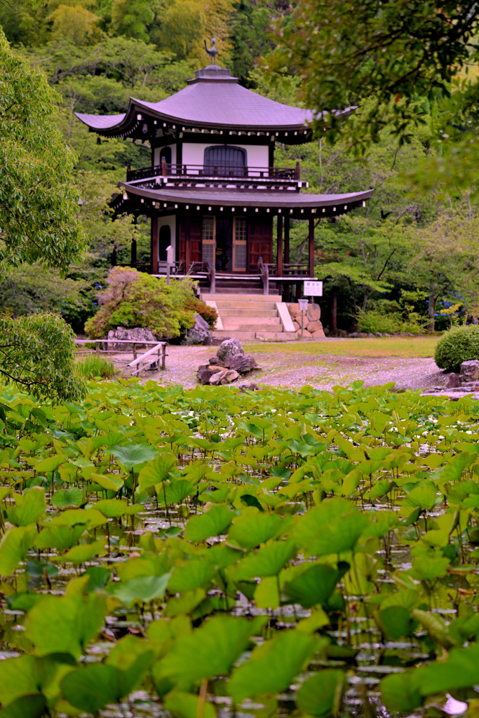 勧修寺にて（１）