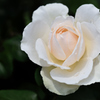 薔薇（１）