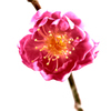 天満宮に咲く梅の花（３）