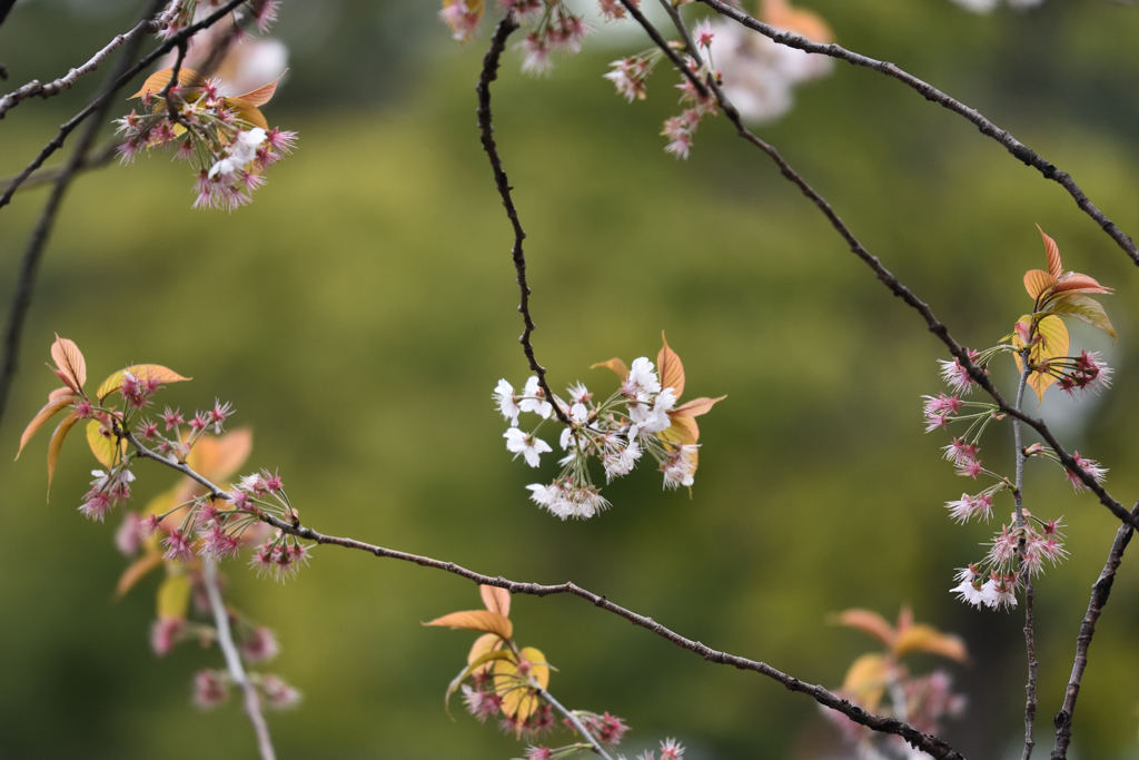 残り花（２）