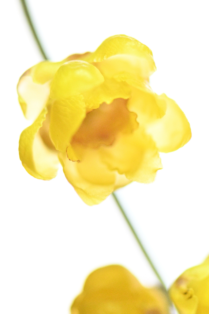 蝋梅ー８