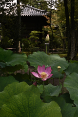 唐招提寺に夏が来た（４）