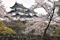 和歌山城寸景（５）
