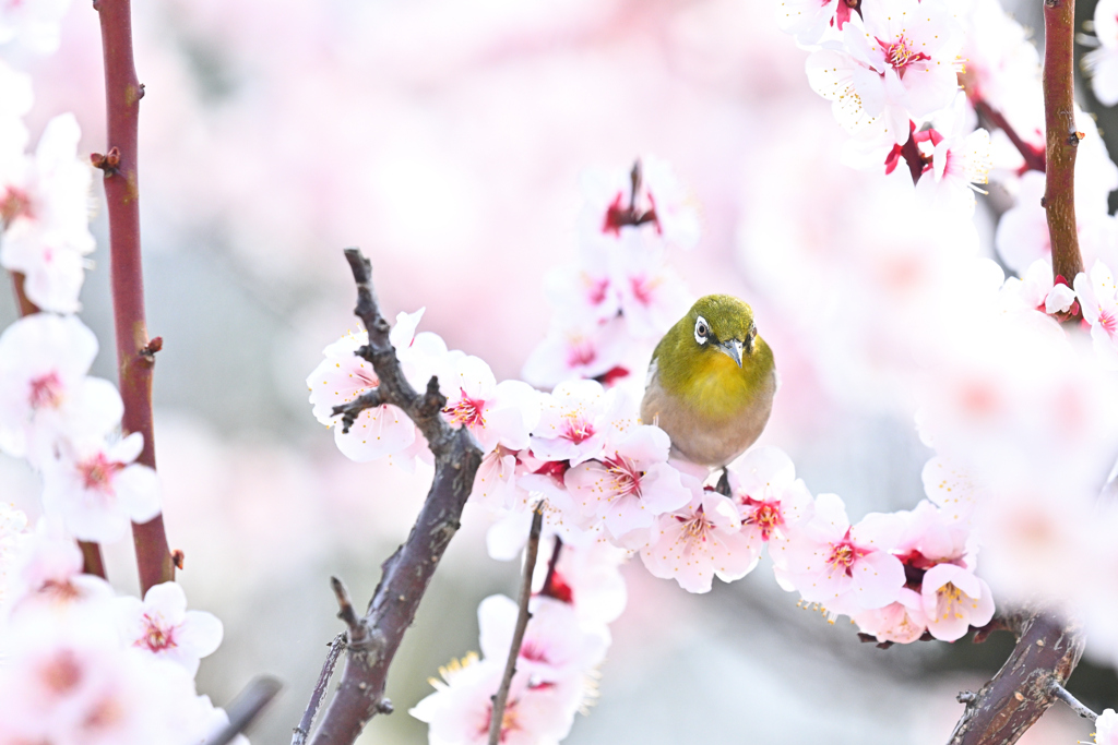 蜜を求めて（１）