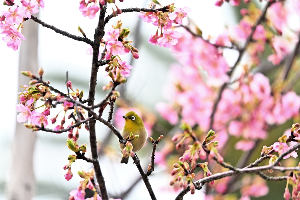 蜜を求めて（１）
