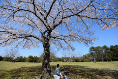 飛火野の春