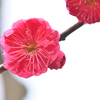紅梅ー５