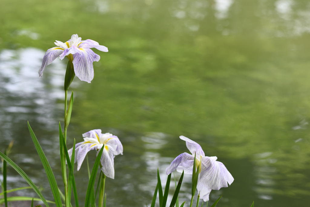 花菖蒲