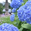 紫陽花（１）
