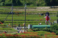 彼岸花の咲く頃（４）