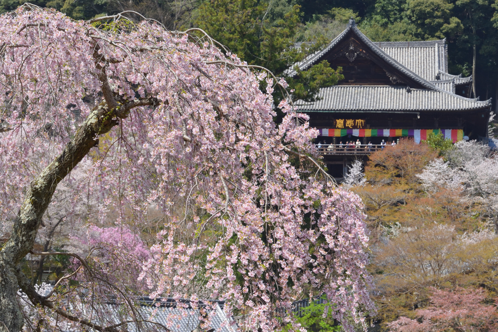 長谷寺の春（２）