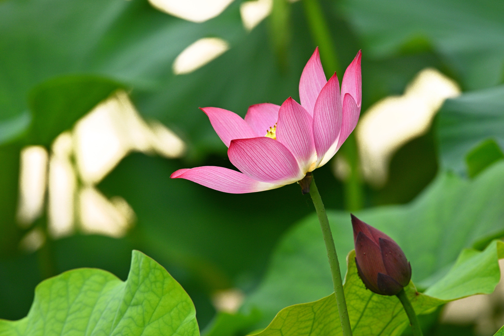 蓮の花（２）