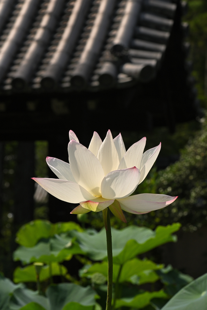 蓮の花（４）
