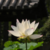 蓮の花（４）