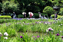 城北菖蒲園にてー３