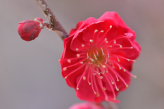 紅梅（１）