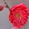 紅梅（１）