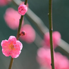 紅梅ー７