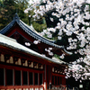 東大寺の桜（２）