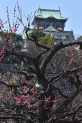 大阪城梅林（３）