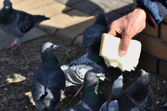 鳩の目