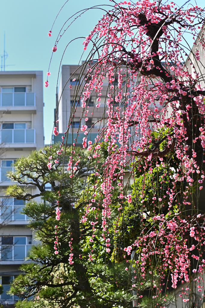天満宮の春景色（２）