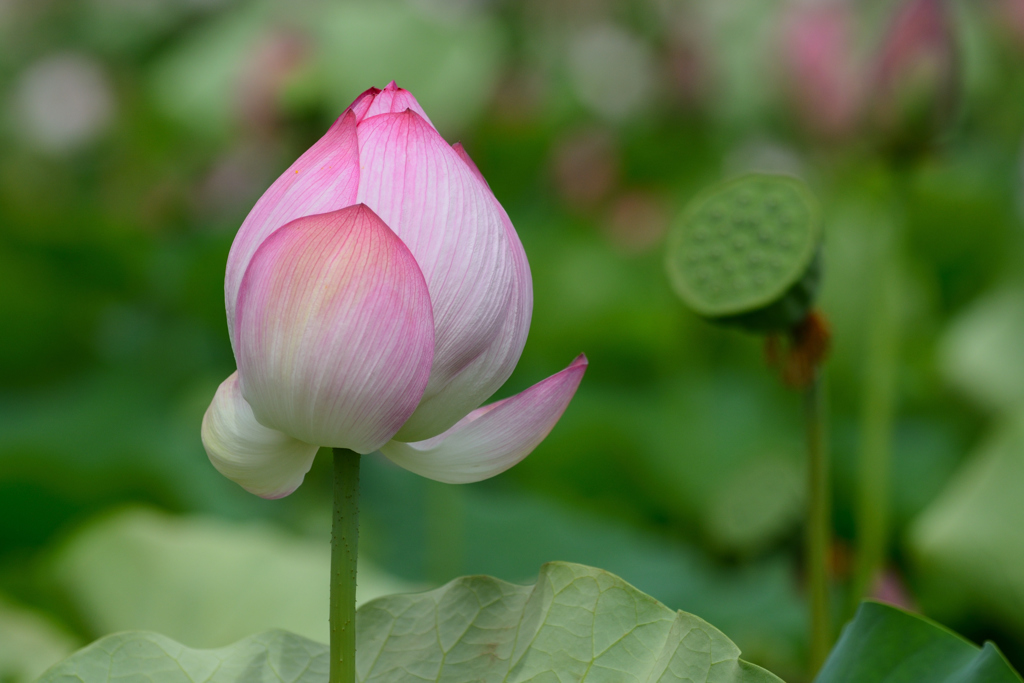 蓮の花（２）