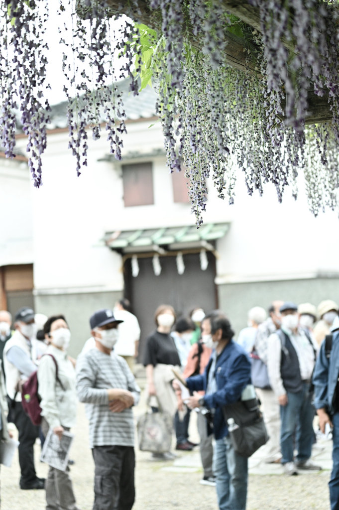 藤の花を求めて（野田恵比須神社にて）