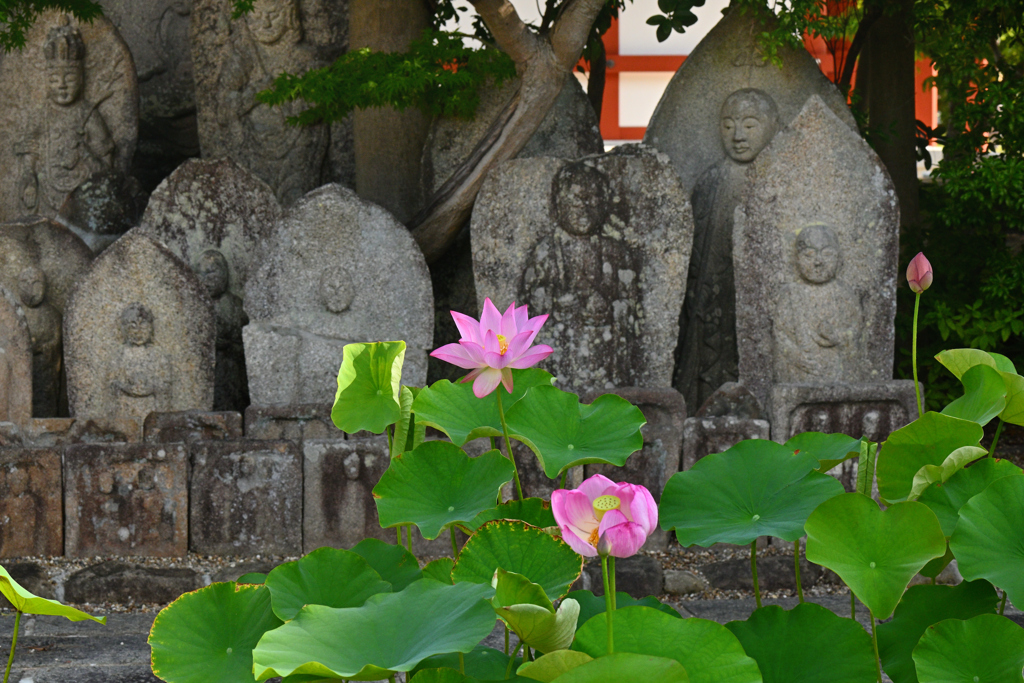 石仏と蓮花（２）