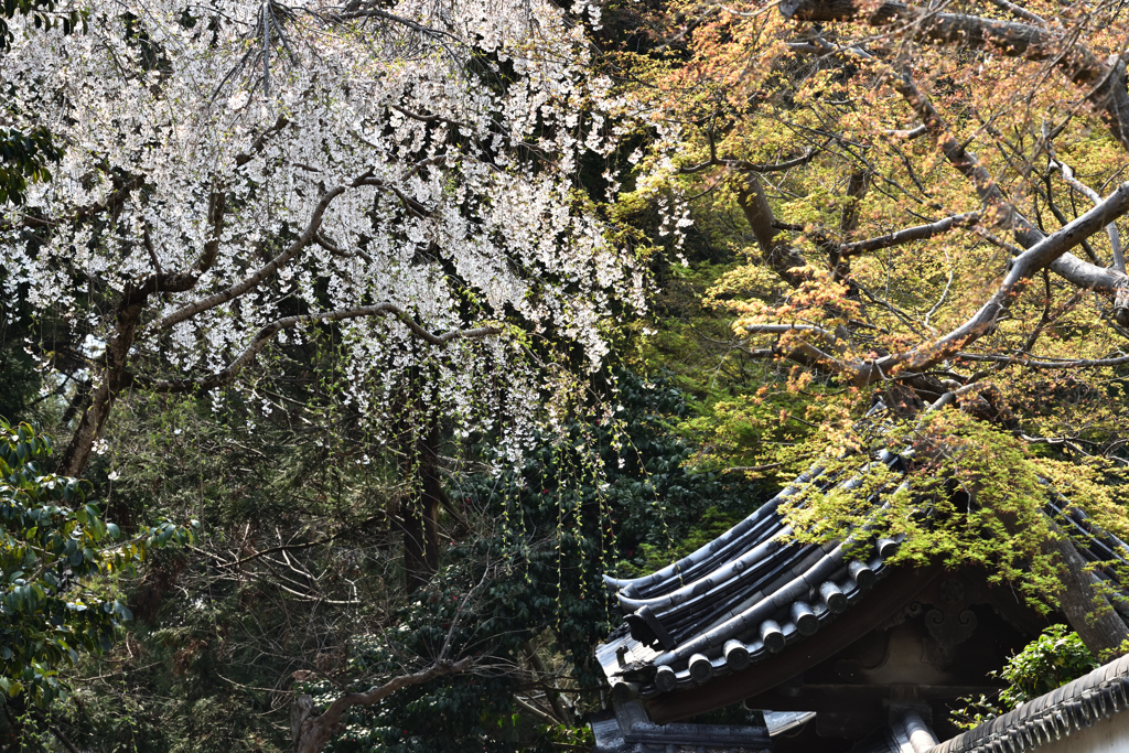 東大寺の春（４）