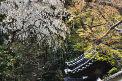 東大寺の春（４）