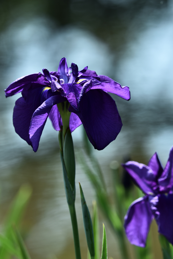 花菖蒲（４）