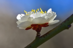 白梅（５）