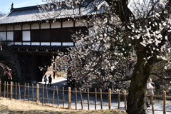 大和郡山城の春