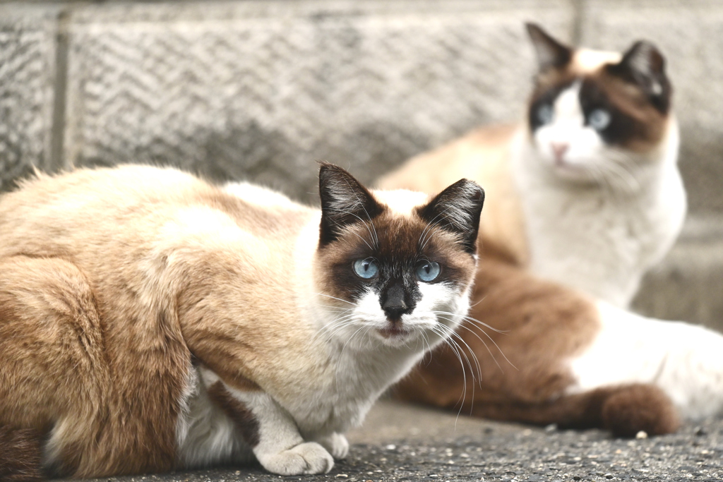 二匹の猫ちゃん