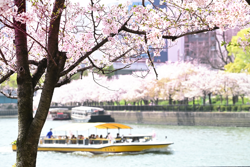 桜クルーズ（４）