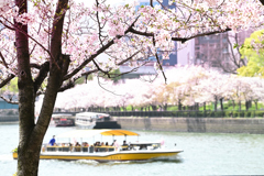 桜クルーズ（４）