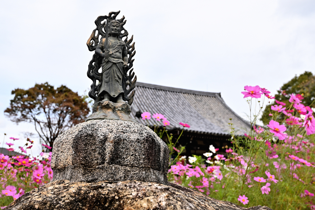 コスモスの舞う寺（３）