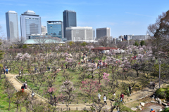 大阪城梅林風景（５）