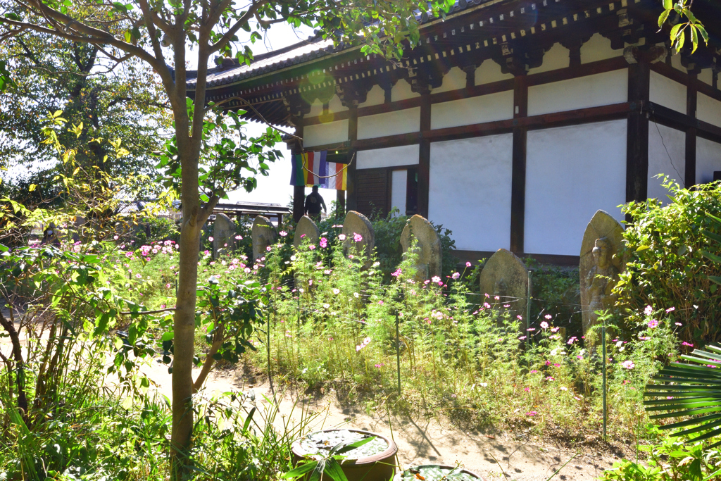 コスモスの咲く寺（０４）