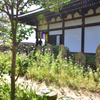 コスモスの咲く寺（０４）