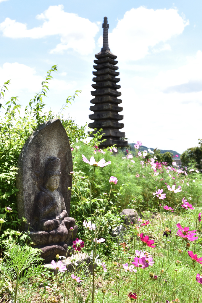 コスモス寺寸景（３）
