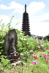 コスモス寺寸景（３）