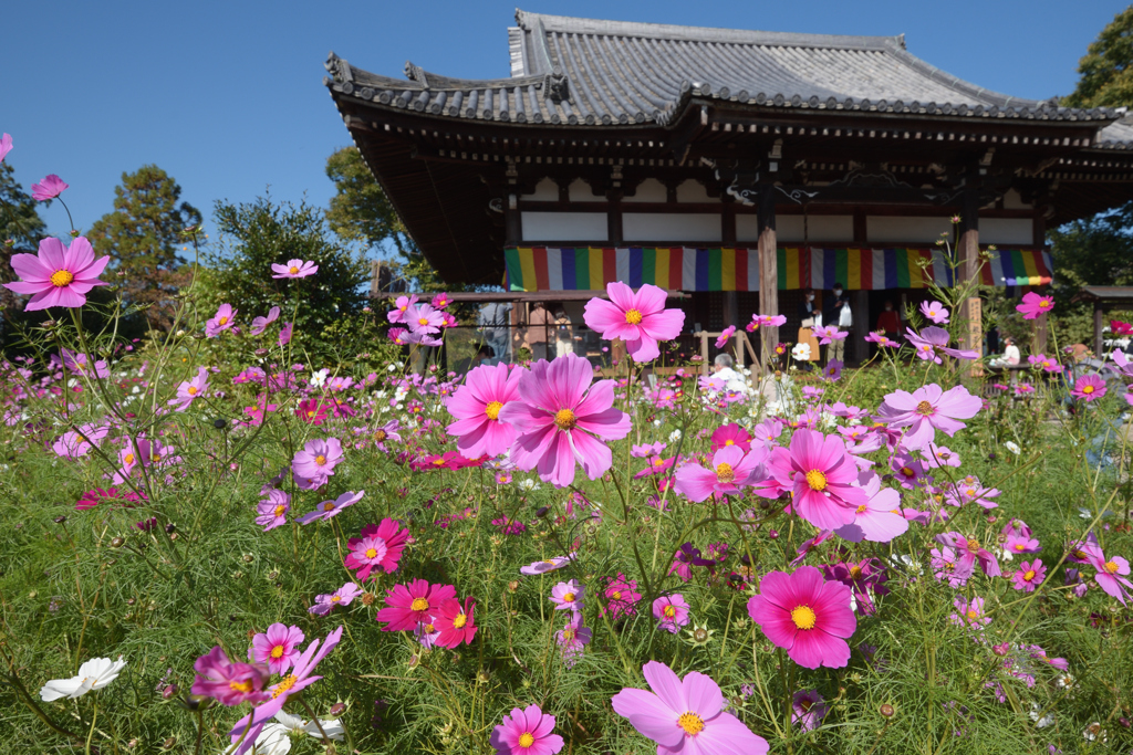 コスモスの咲く寺（０１）